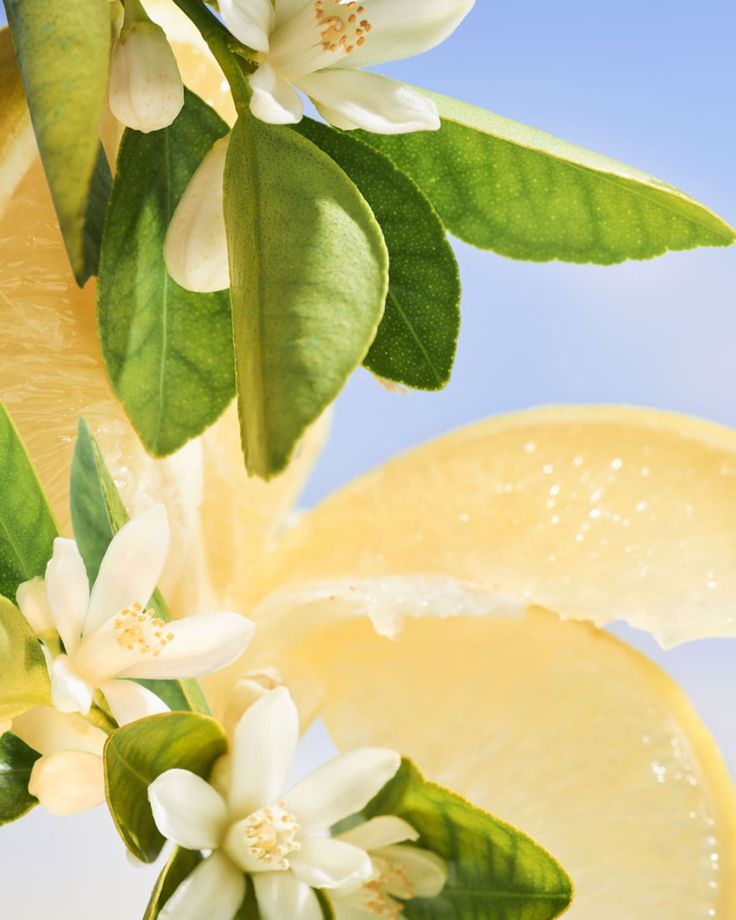 Fresh & Aromatic