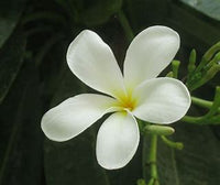 Gardenia