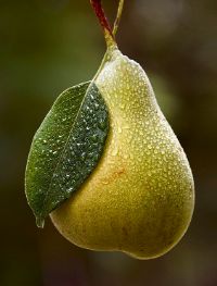 Pear